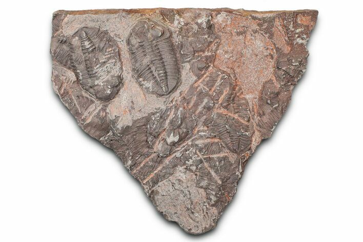 Ordovician Trilobite Plate - Tafraoute, Morocco #370533